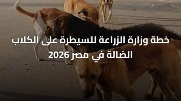 خطة وزارة الزراعة للسيطرة على الكلاب الضالة في مصر 2026 18