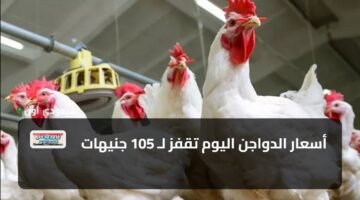 أسعار الدواجن اليوم تقفز لـ 105 جنيهات 11