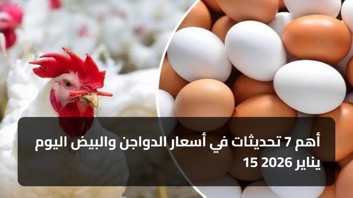 أهم 7 تحديثات في أسعار الدواجن والبيض اليوم 15 يناير 2026