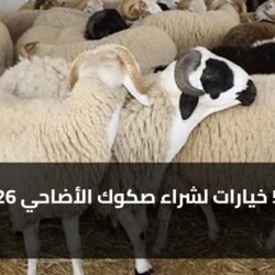 أفضل 5 خيارات لشراء صكوك الأضاحي 2026