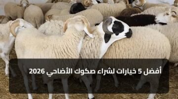 أفضل 5 خيارات لشراء صكوك الأضاحي 2026 9