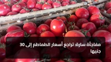 مفاجأة سارة: تراجع أسعار الطماطم إلى 30 جنيها 12