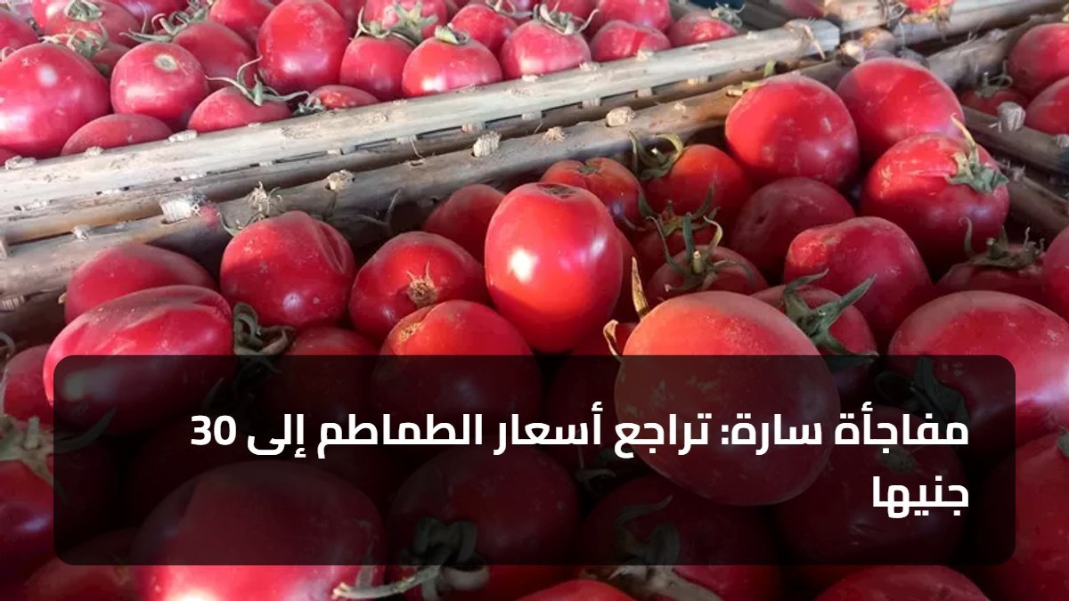 مفاجأة سارة: تراجع أسعار الطماطم إلى 30 جنيها