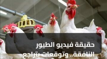 حقيقة فيديو الطيور النافقة.. وتوقعات بتراجع الأسعار 10% 10