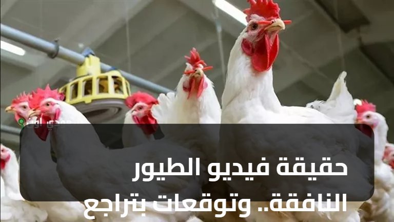 حقيقة فيديو الطيور النافقة.. وتوقعات بتراجع الأسعار 10%