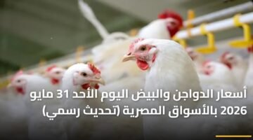أسعار الدواجن والبيض اليوم الأحد 31 مايو 2026 بالأسواق المصرية (تحديث رسمي) ) أسعار الدواجن والبيض اليوم الأحد 31 مايو 2026 بالأسواق المصرية (تحديث رسمي) 90