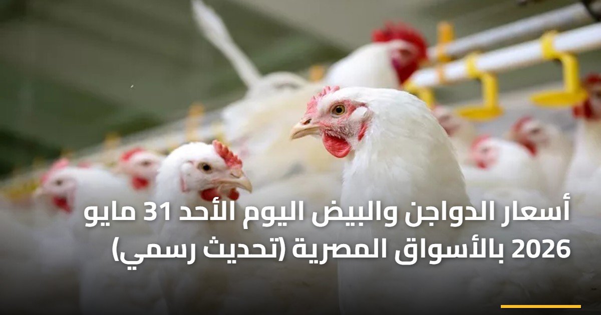 أسعار الدواجن والبيض اليوم الأحد 31 مايو 2026 بالأسواق المصرية (تحديث رسمي)